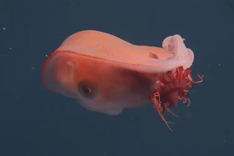 심해 거대 문어 '일곱팔 문어' 희귀한 먹이 활동 포착