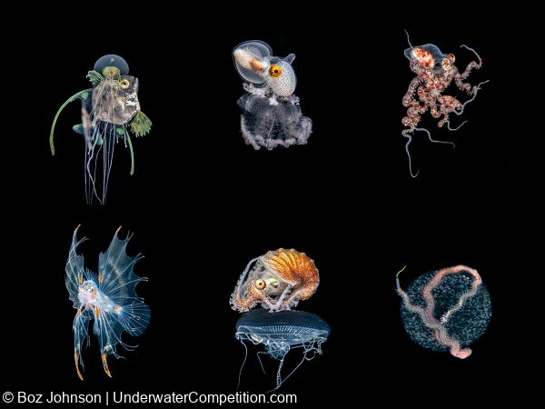 ADEX 2026 '바다의 목소리' 사진·영상·예술 공모전 수상자 발표